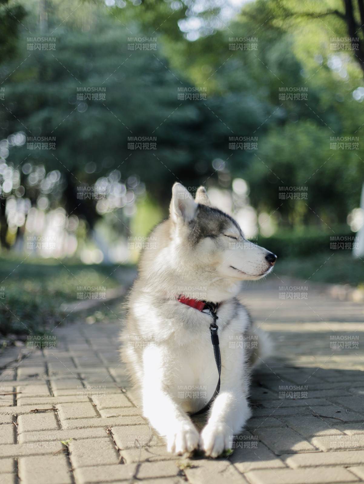 哈士奇静坐公园图片