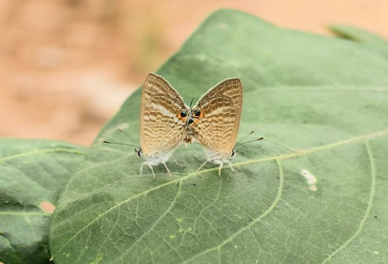 蝴蝶双栖绿叶上图片