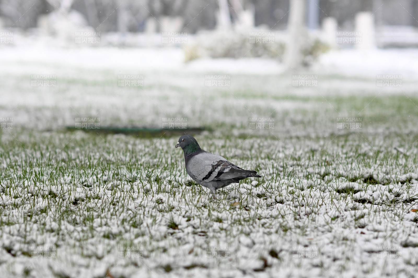 雪地中的鸽子图片