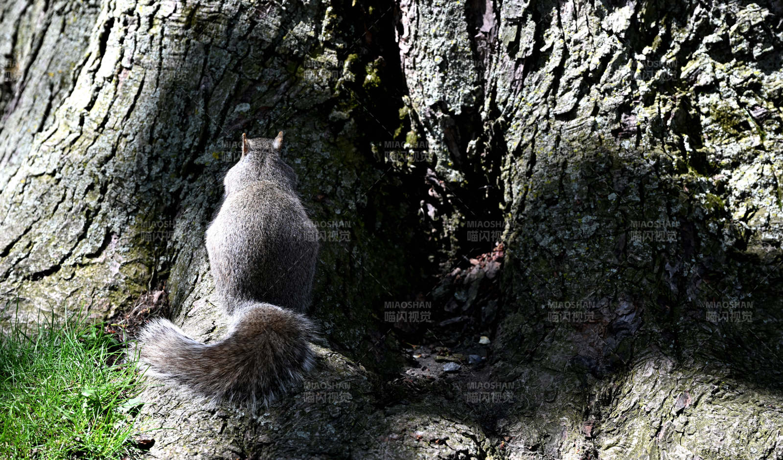 松鼠树洞探秘图片