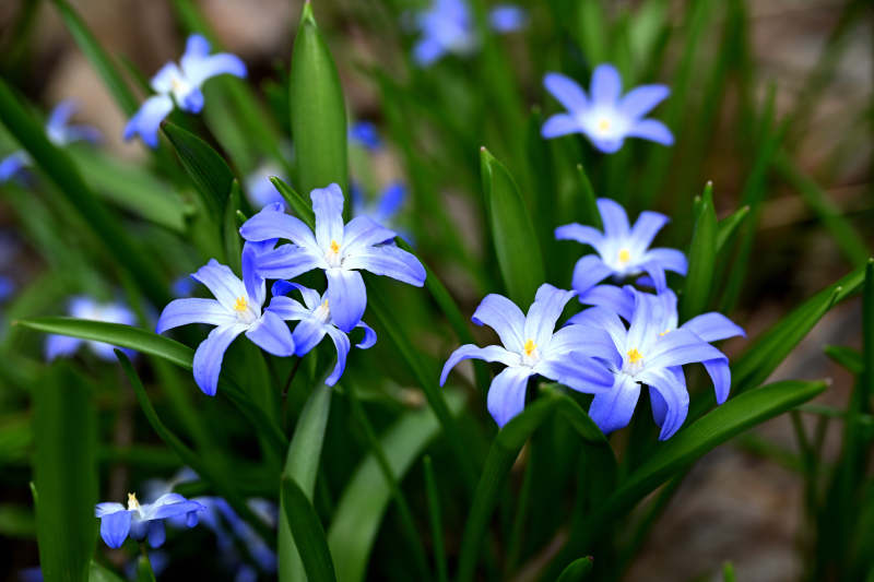 蓝花绽放春意浓图片