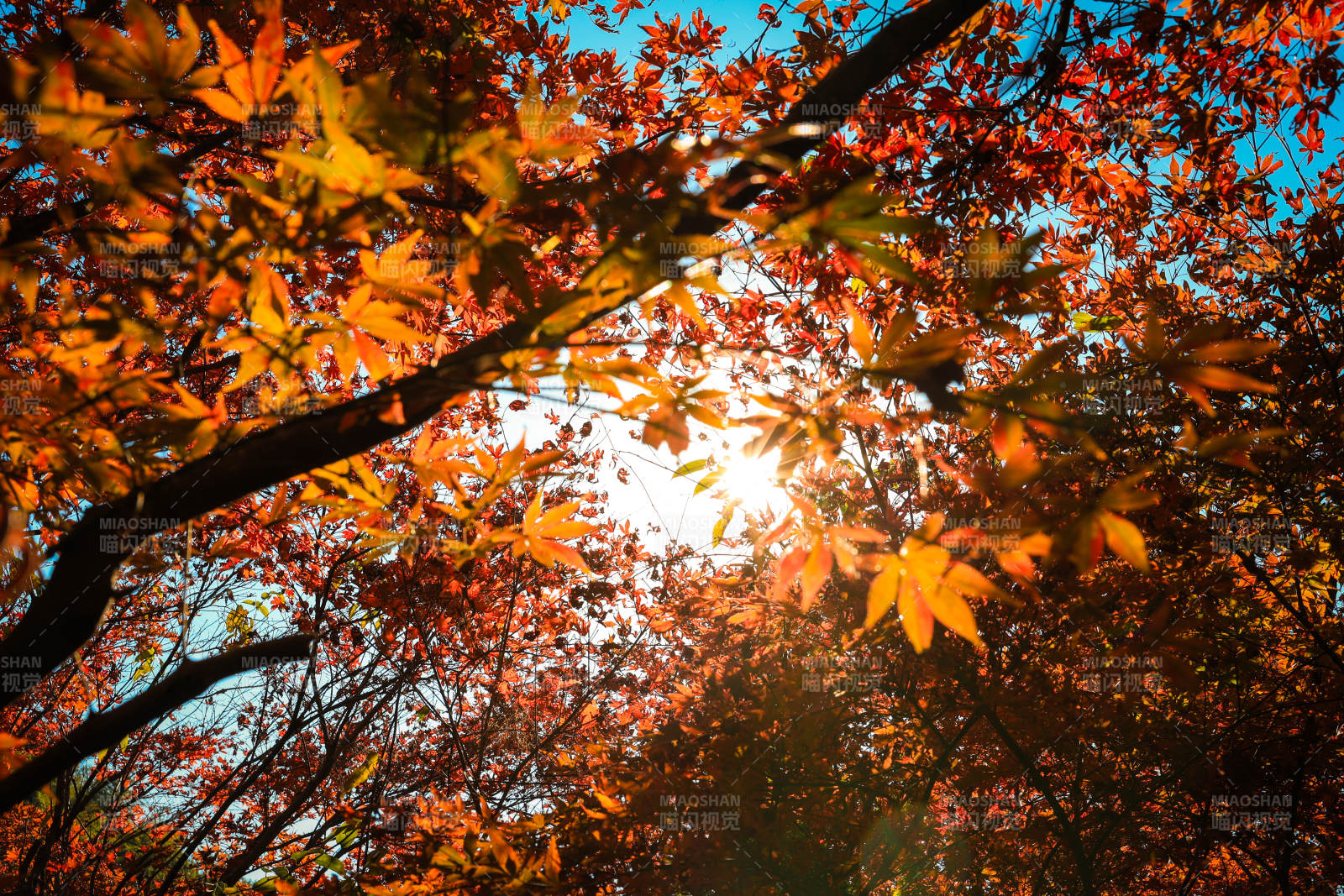 秋叶映日图片