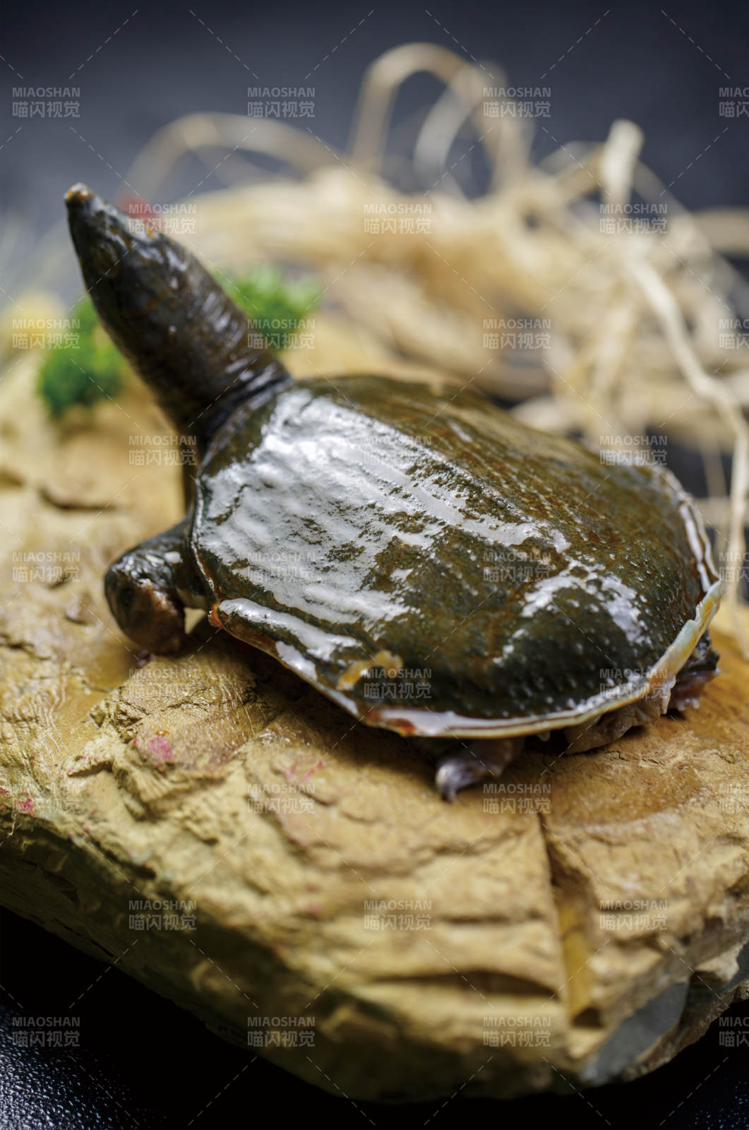 青石上摆放的的手撕霸王小鳖图片