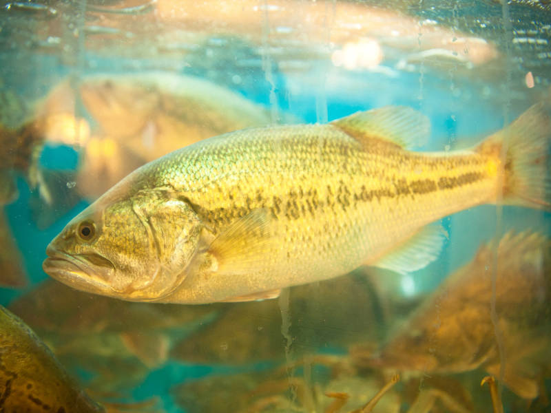 生猛鲜活鲈鱼图片