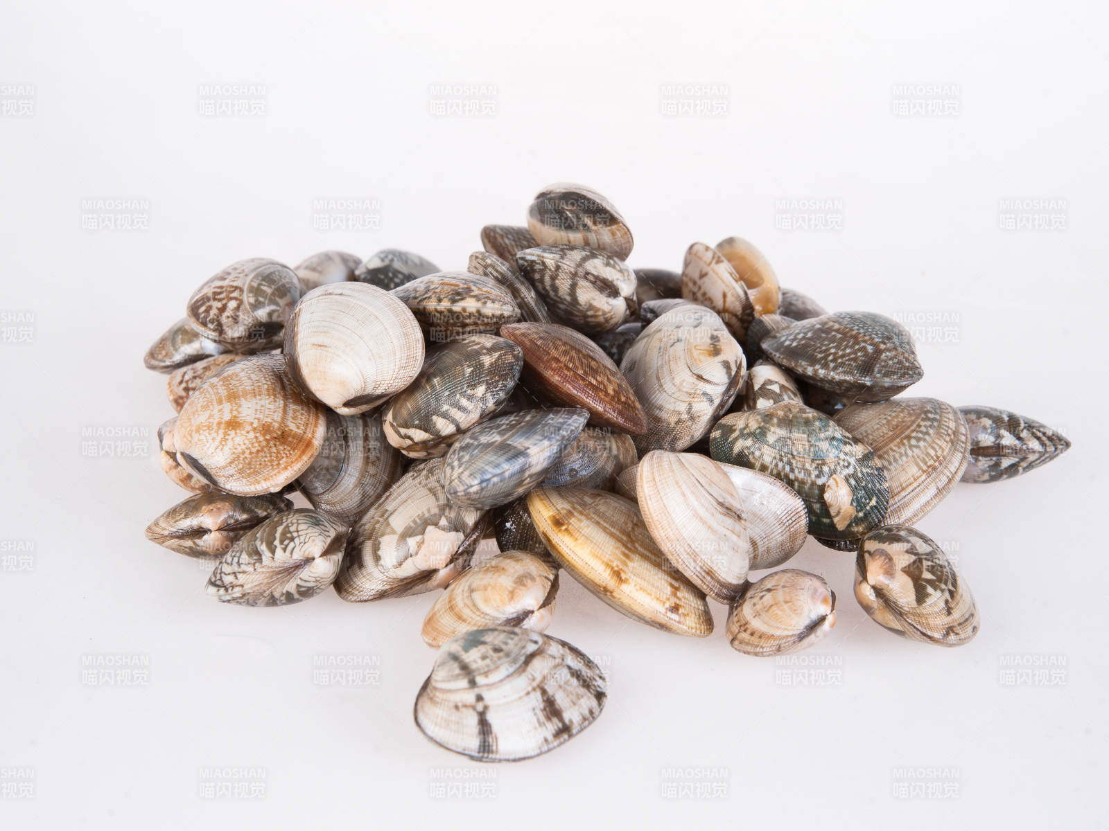 捕捞鲜活蛤蜊图片