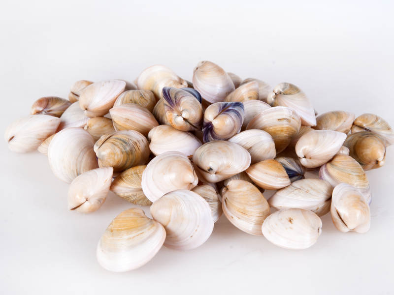 捕捞鲜活蛤蜊图片