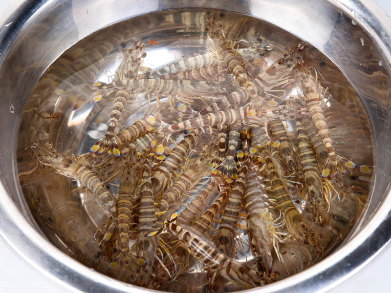 鲜活基围虾图片