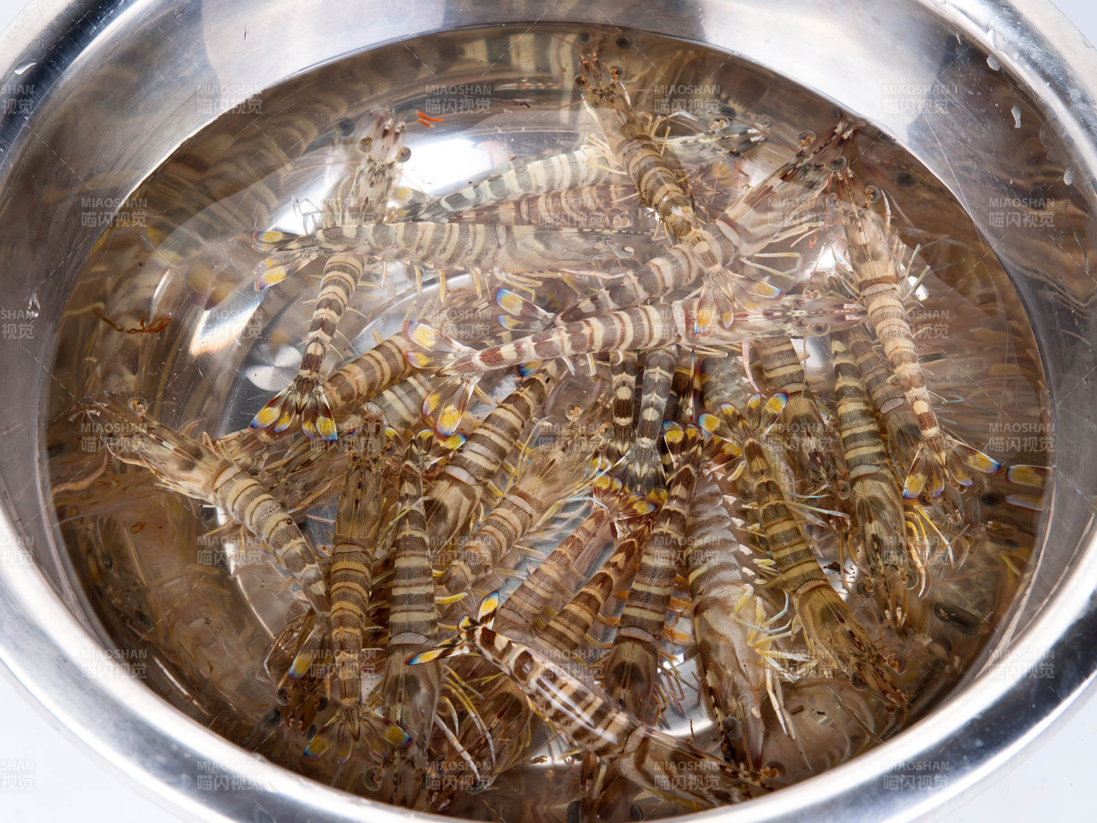 鲜活基围虾图片