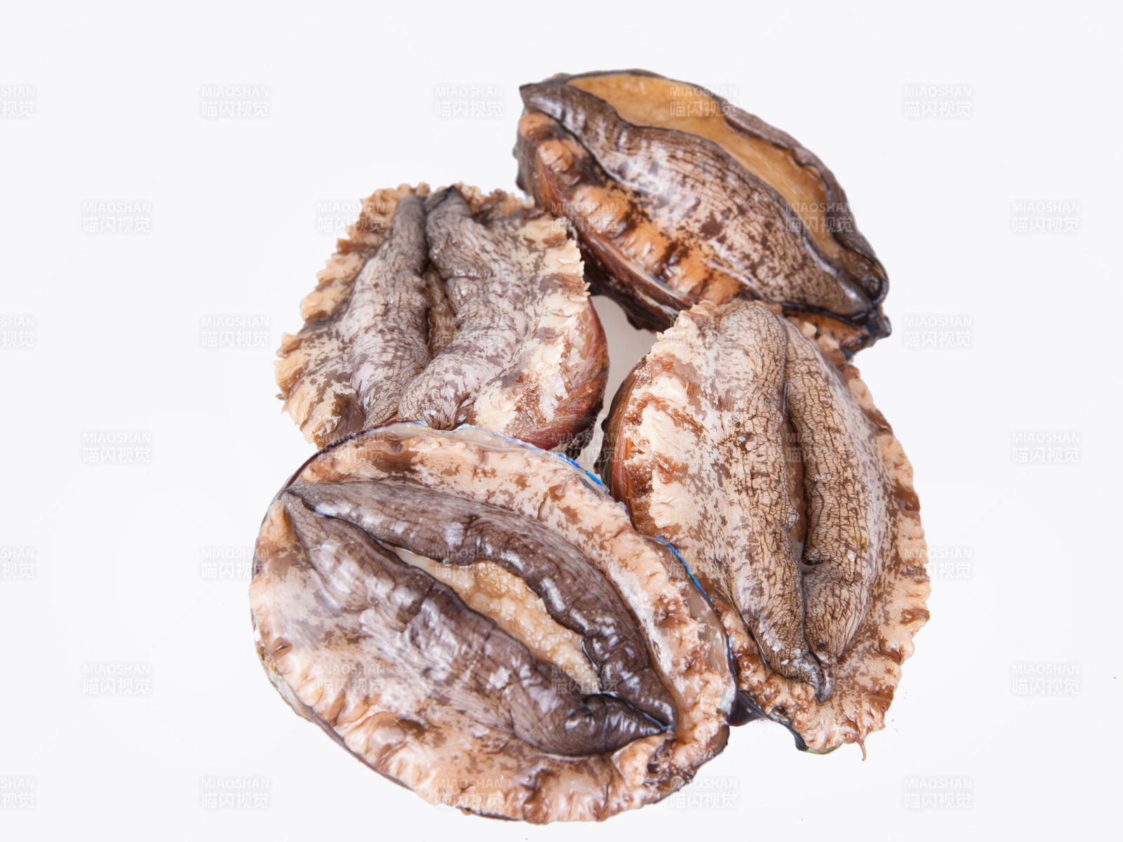 八头活鲍鱼图片