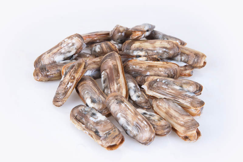 生鲜鲜活蛏王图片