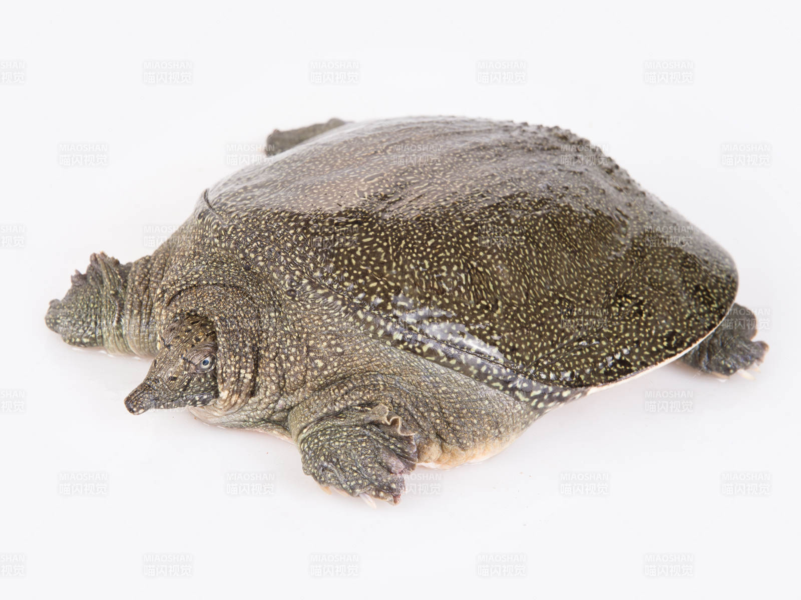 生猛鲜活甲鱼图片