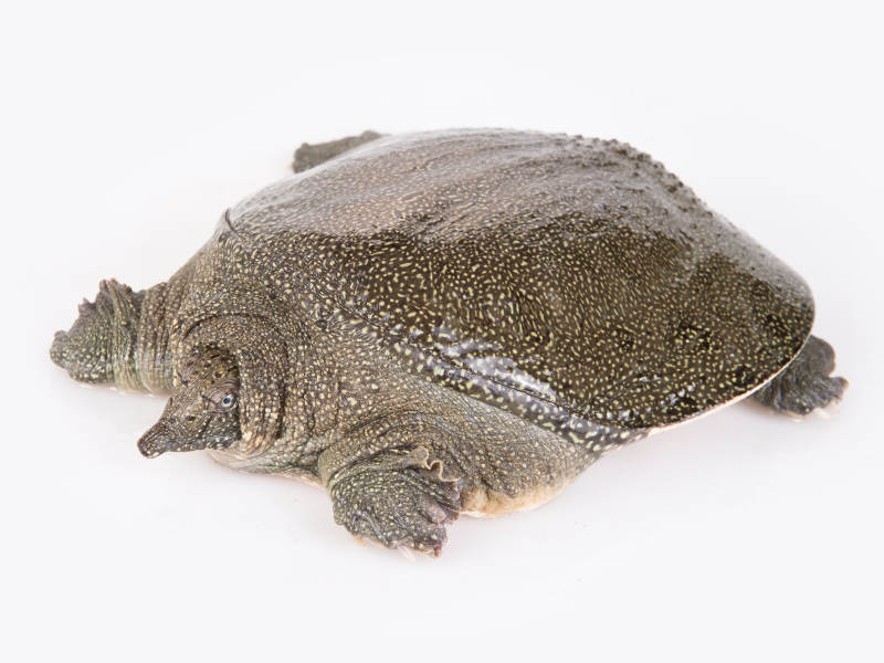 生猛鲜活甲鱼图片