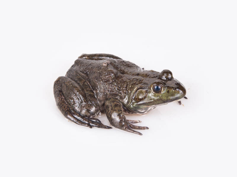 生鲜鲜活牛蛙图片