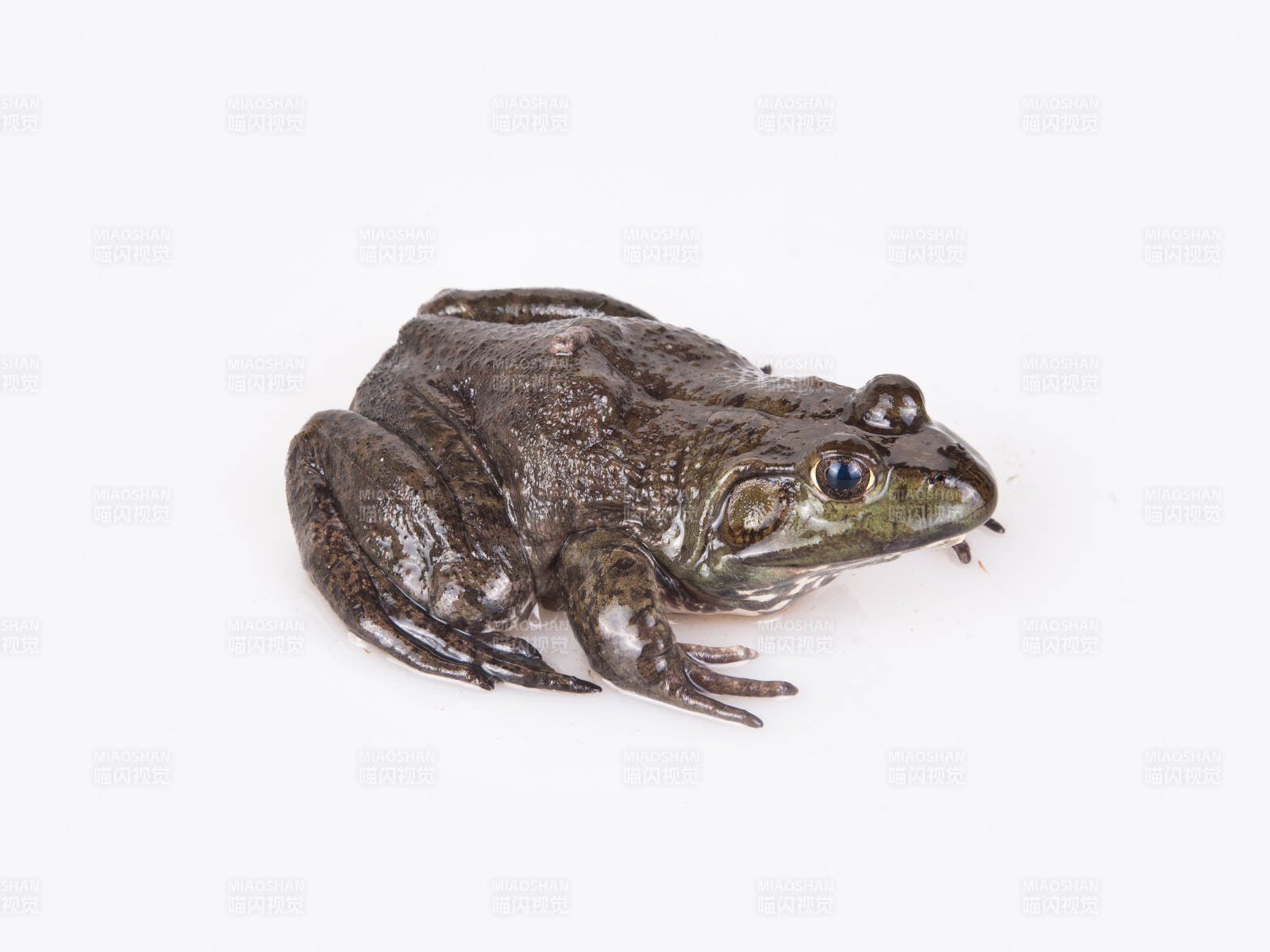 生鲜鲜活牛蛙图片