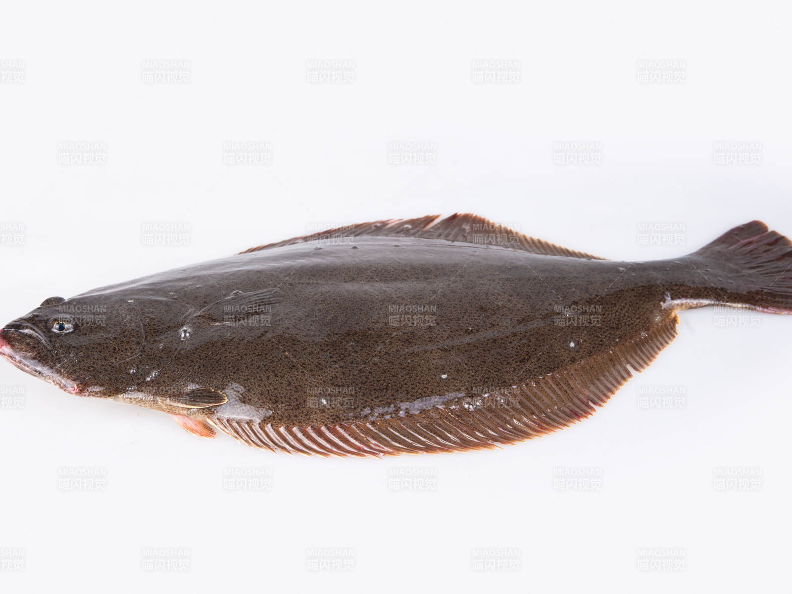 新鲜多宝鱼图片