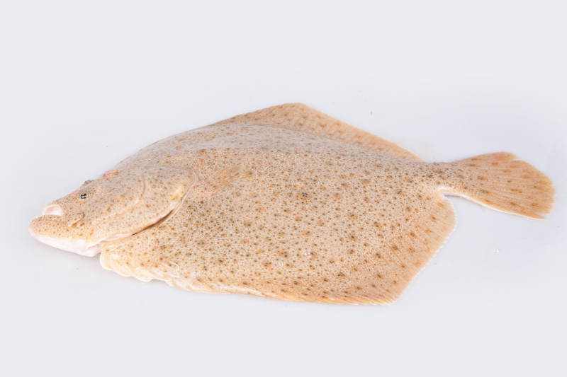 新鲜多宝鱼图片