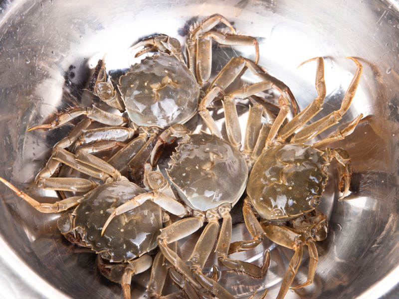 鲜活大闸蟹图片