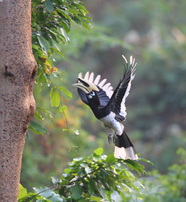 花冠皱盔犀鸟飞翔图片