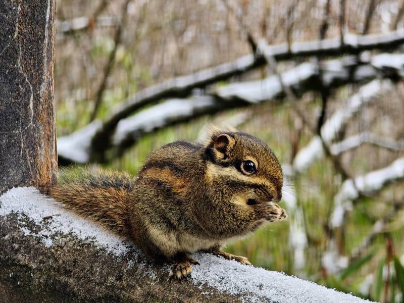松鼠雪中觅食图片