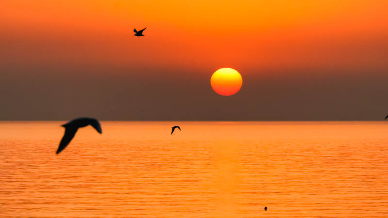 夕阳海鸟飞翔图片