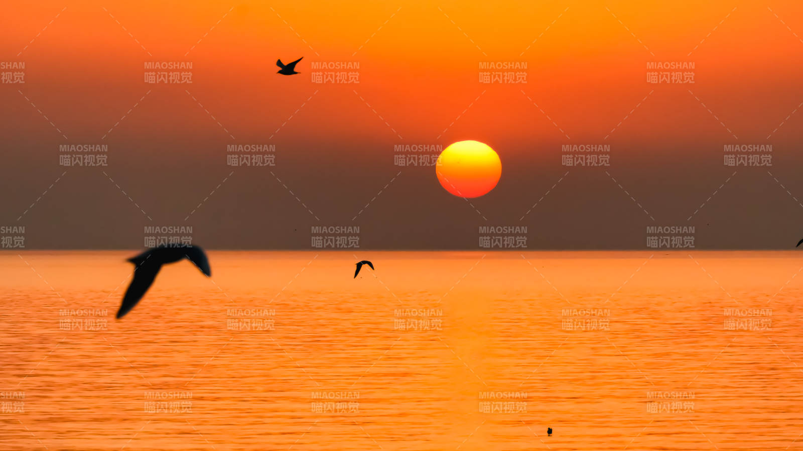 夕阳海鸟飞翔图片