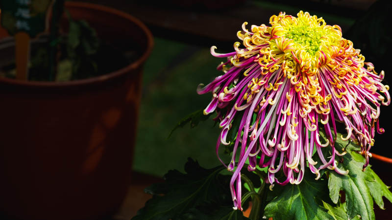 菊花绽放 色彩斑斓图片