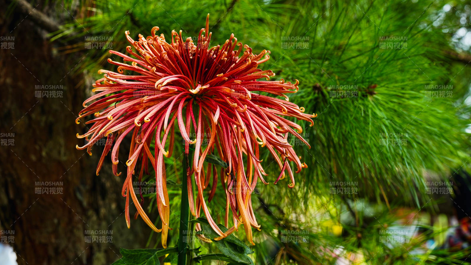 红菊绽放林间图片