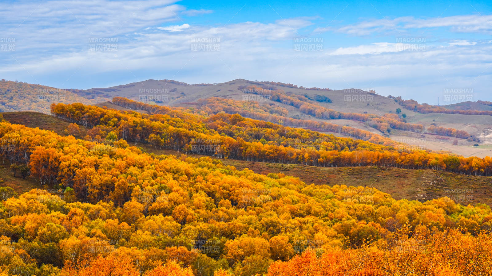 美林谷秋山金林图片