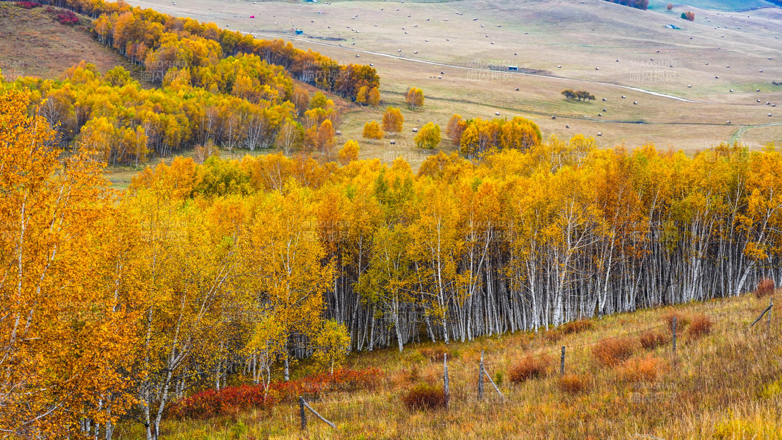 乌兰布统秋林金黄 山野如画图片