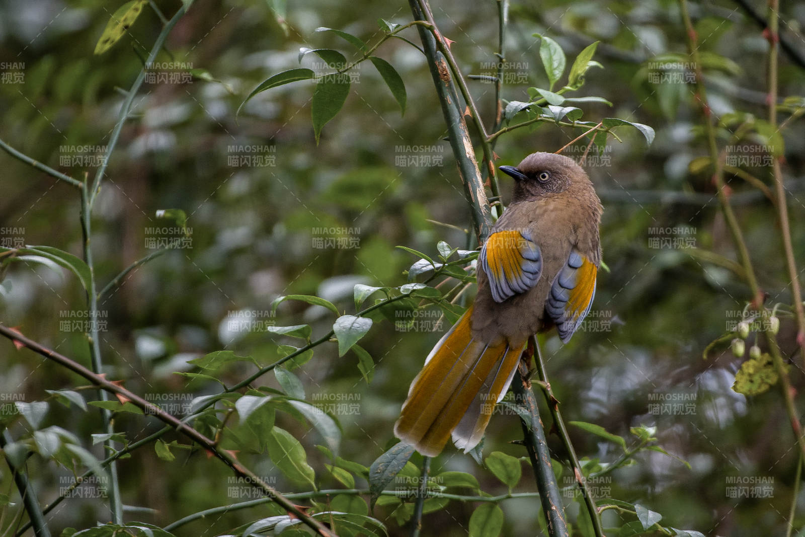 橙翅噪鹛栖息枝头图片
