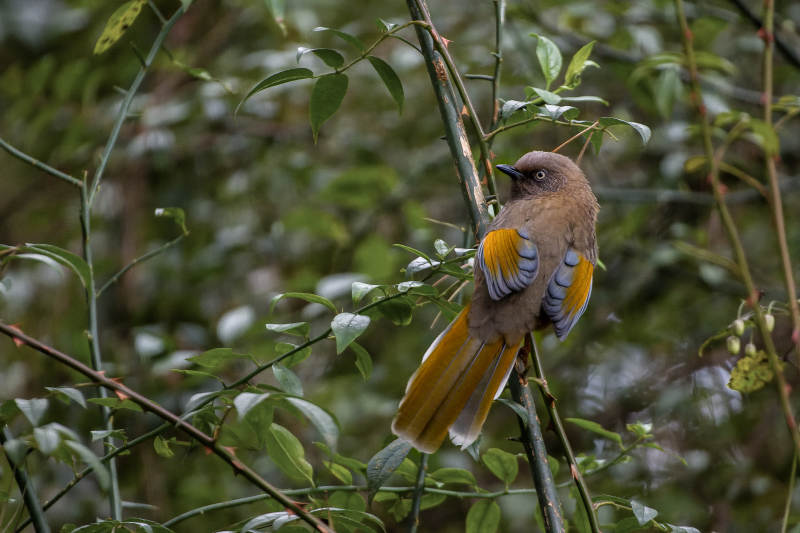 橙翅噪鹛栖息枝头图片