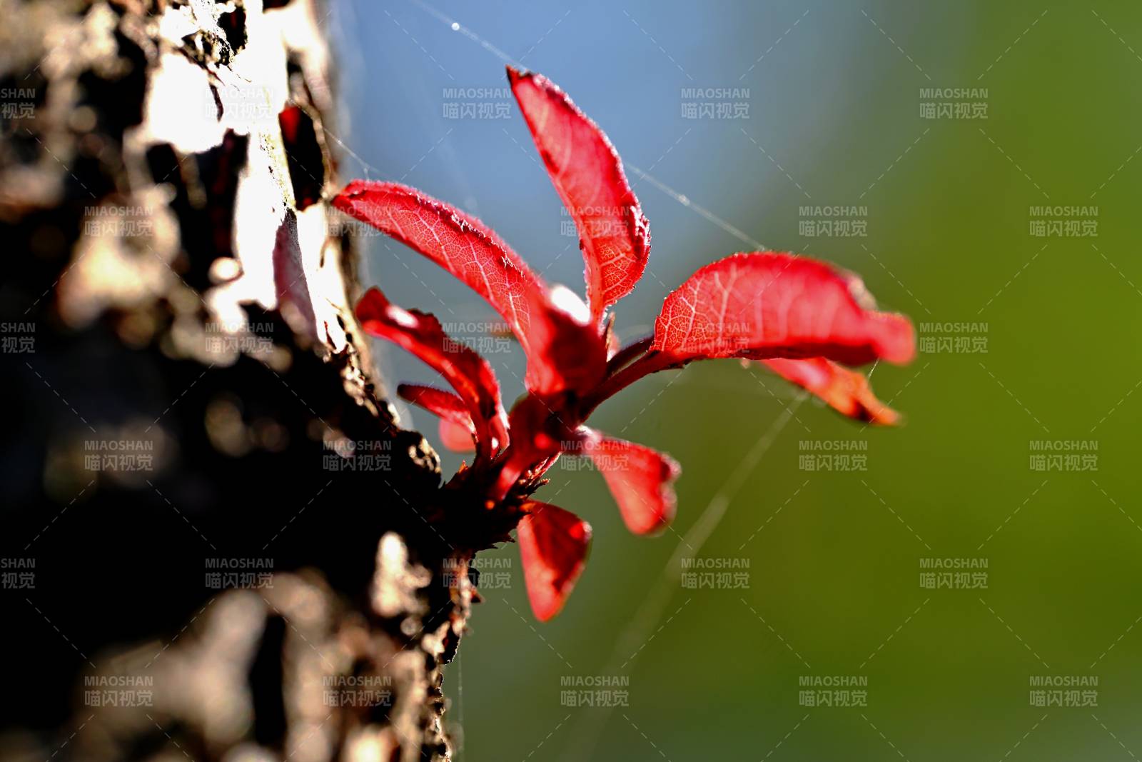 老干红幼枝图片