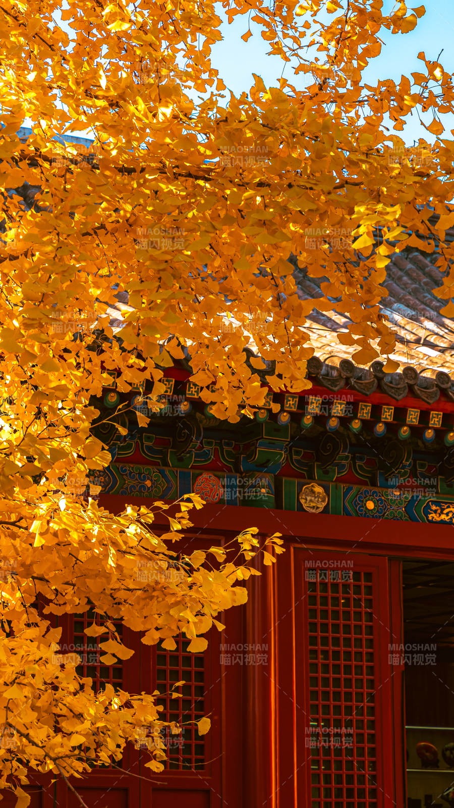 秋叶映古檐图片