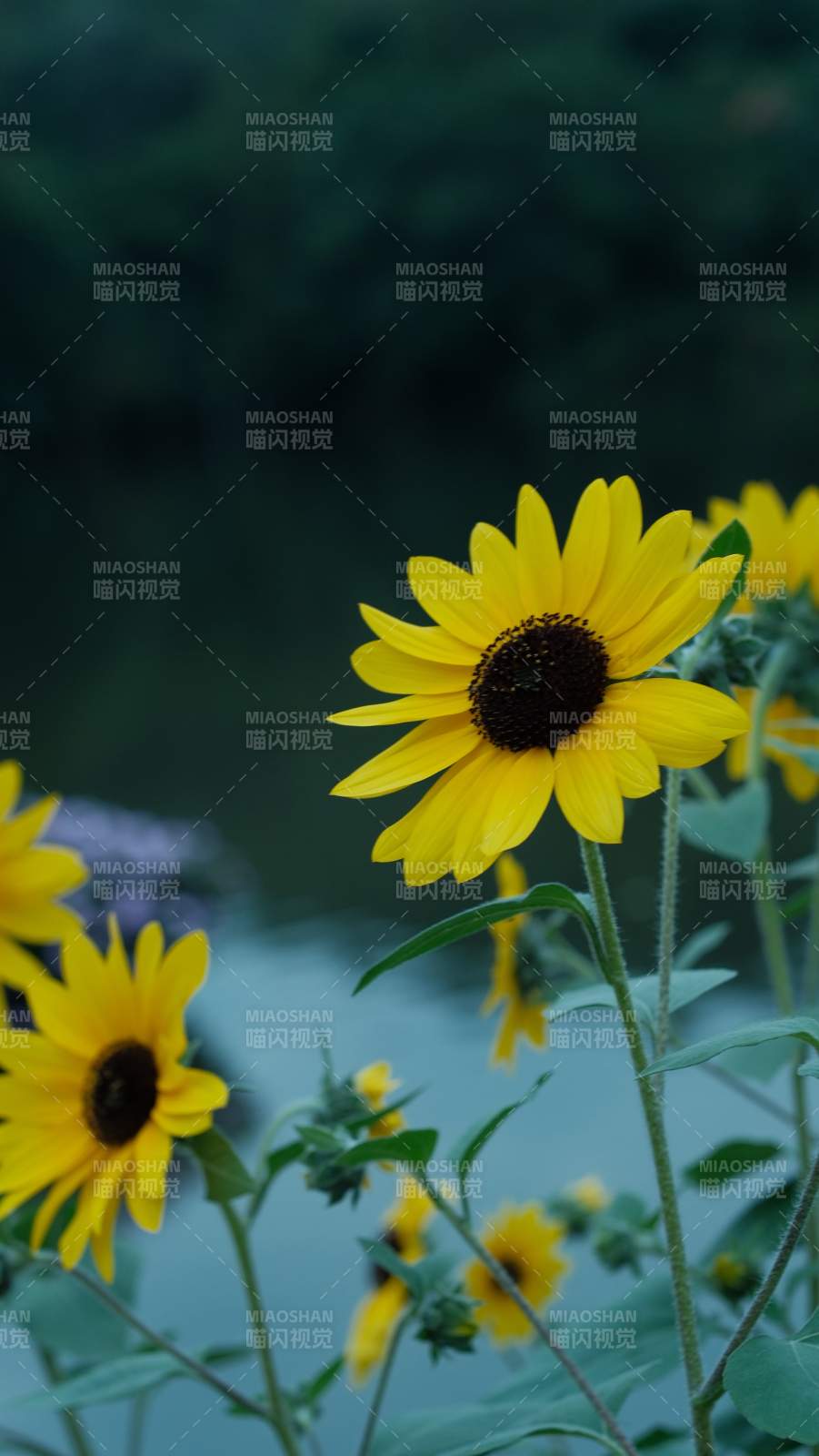 向日葵绽放图片