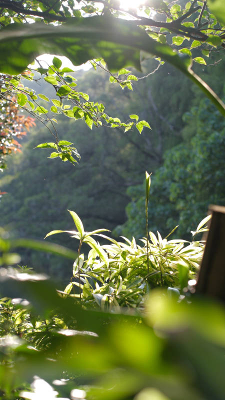 绿意盎然的森林一角图片