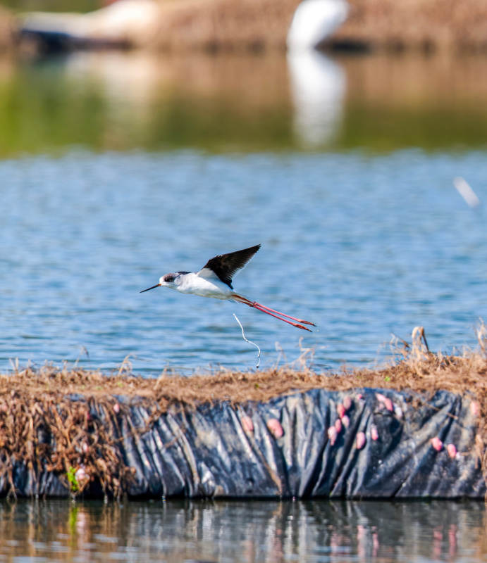 黑翅长脚鹬飞翔图片