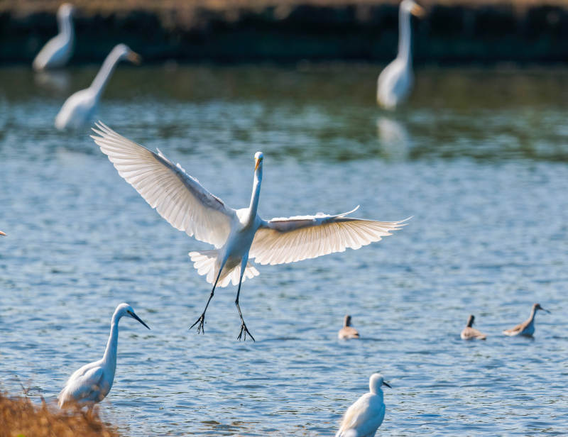 白鹭翩跹水面图片