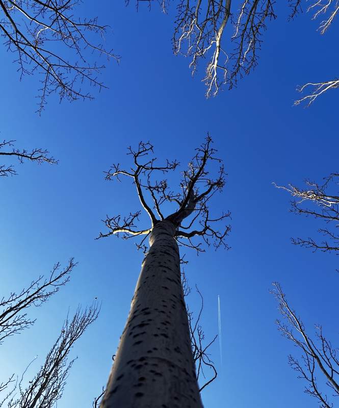 仰望苍穹树影图片