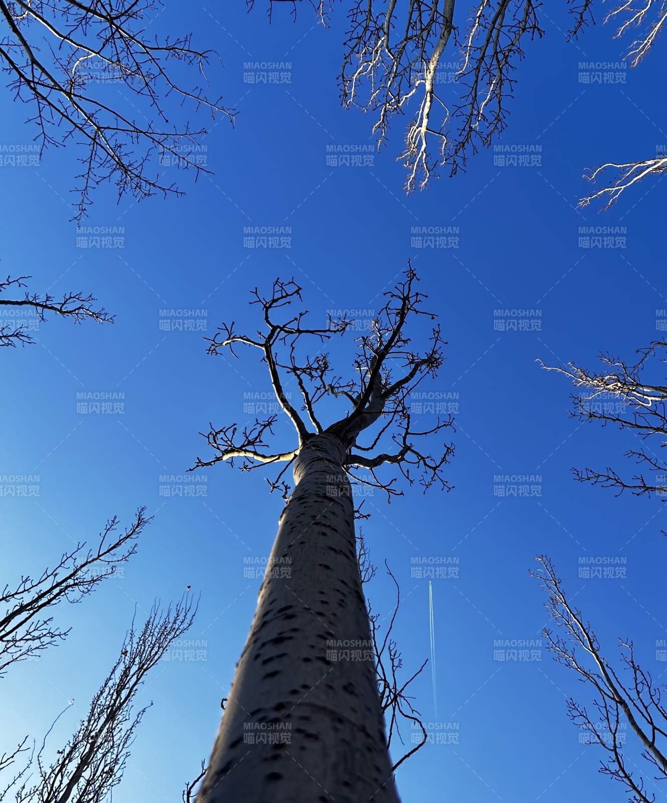 仰望苍穹树影图片