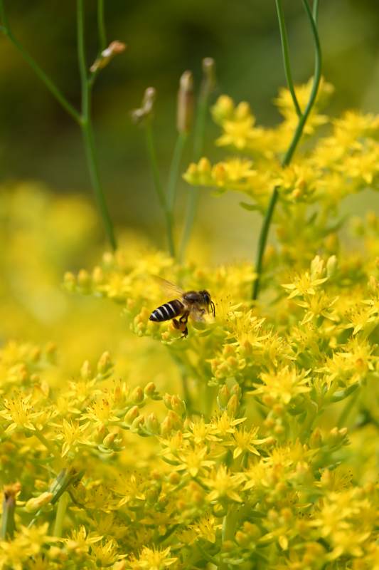 蜜蜂采蜜花丛中图片