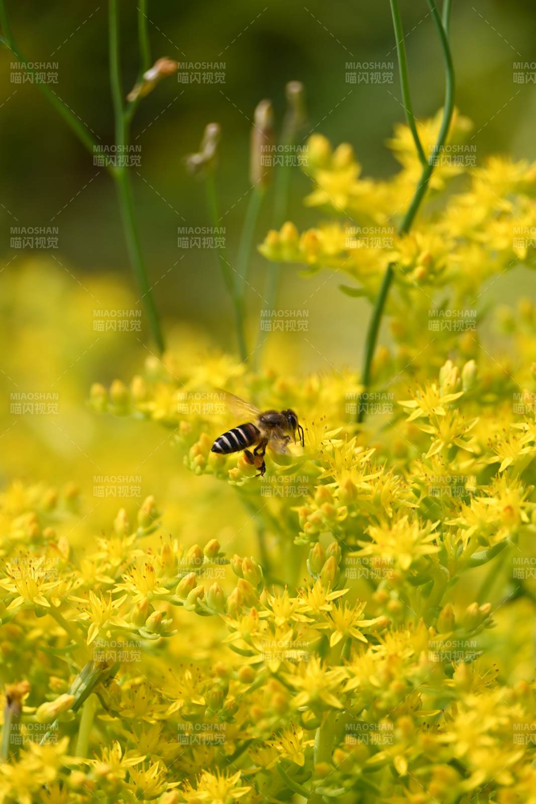 蜜蜂采蜜花丛中图片
