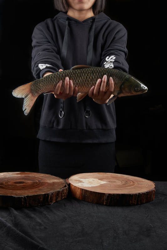 黑色背景被双手捧着的野生大鲤鱼图片