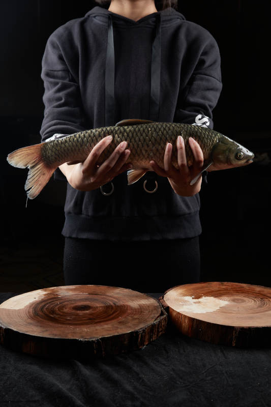 黑色背景被双手捧着的野生大鲤鱼图片