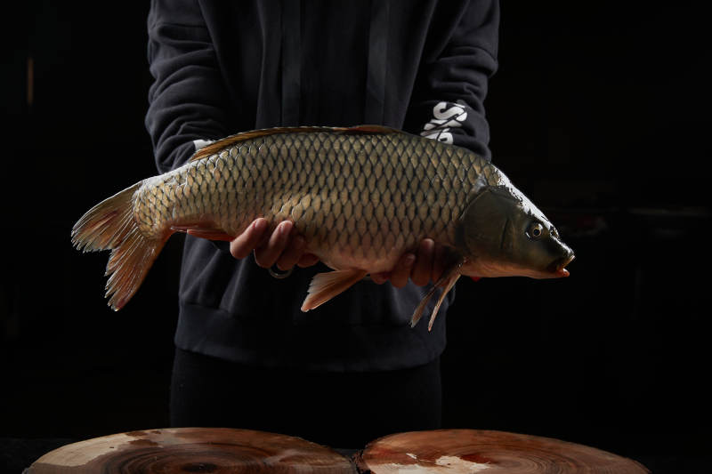 黑色背景被双手捧着的野生大鲤鱼图片