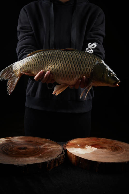 黑色背景被双手捧着的野生大鲤鱼图片