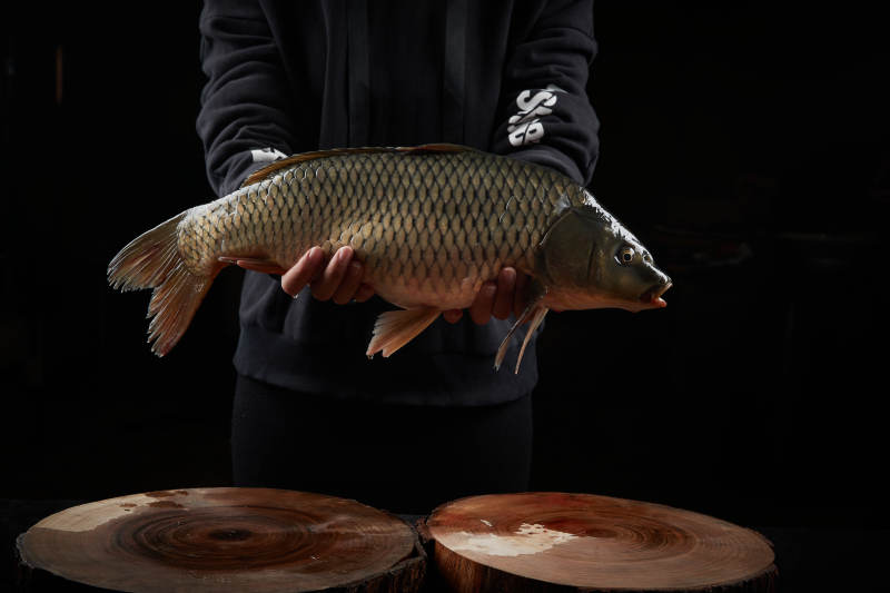 黑色背景被双手捧着的野生大鲤鱼图片