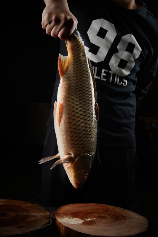 黑色背景被双手捧着的野生大鲤鱼图片