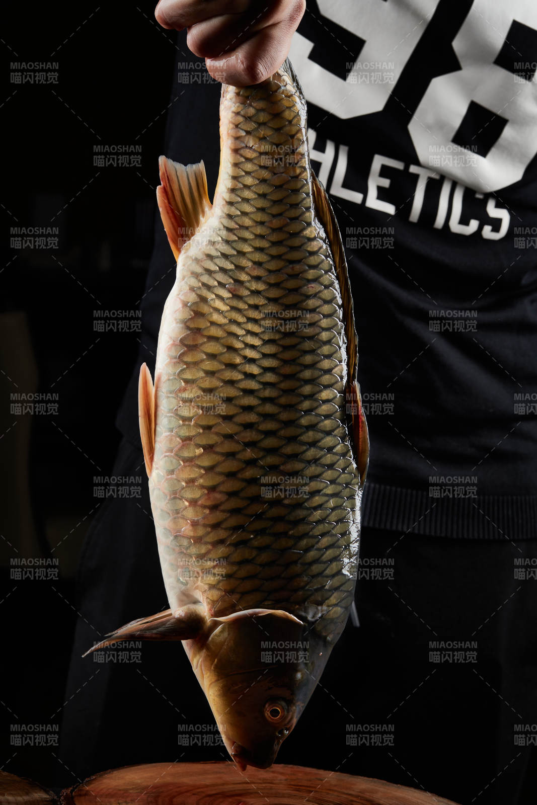 黑色背景被双手捧着的野生大鲤鱼图片