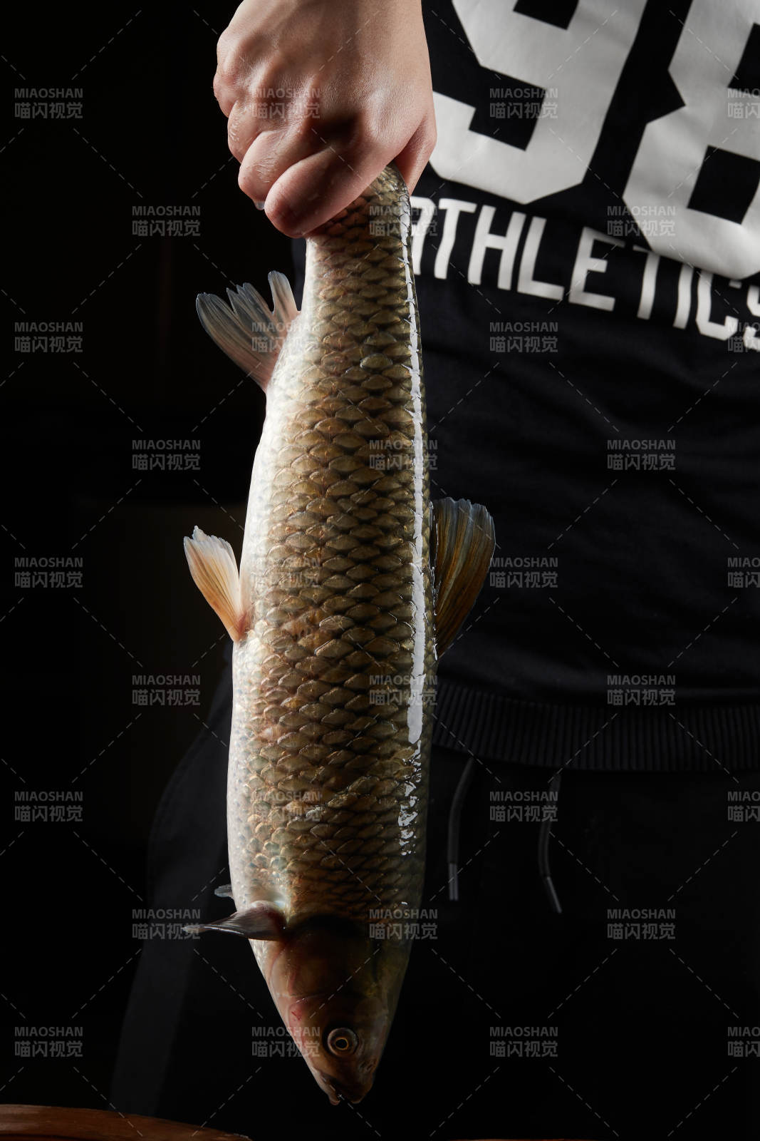 黑色背景被双手捧着的野生大鲤鱼图片