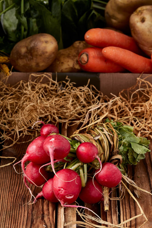 新鲜采摘有机蔬菜樱桃水萝卜图片